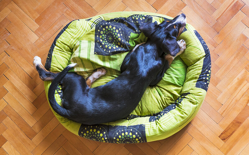 Нужно, чтобы лежак подходил по размеру и был хорош по удобству. Другими словами, чтобы не уступал хозяйской кровати. Ну или почти не уступал. Mat Coulton/Pixabay