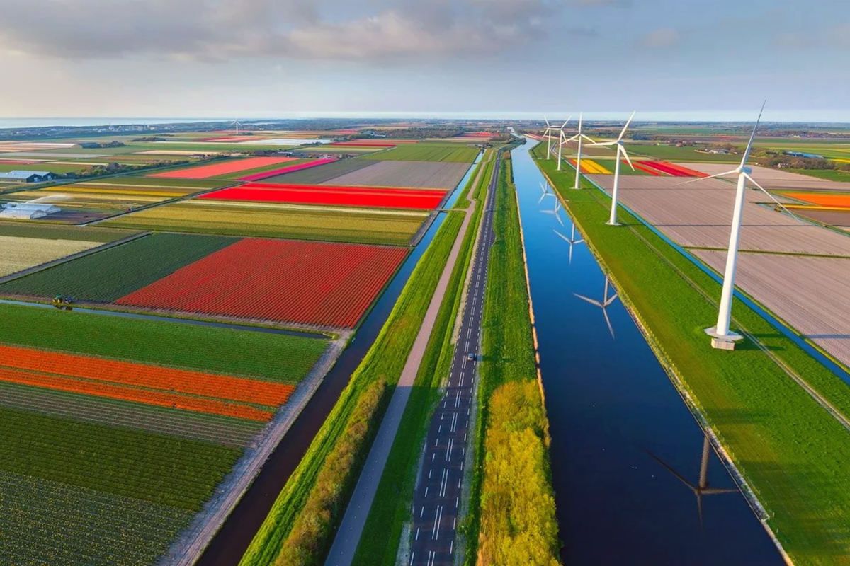 Netherlands country. Тюльпановые поля в Голландии. Польдеры в Нидерландах. Голландия тюльпановые поля мельница. Польдер Верингермер Голландия.