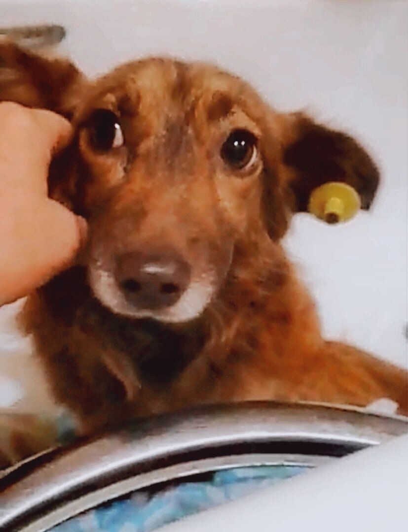 Злата - ангельская собачка!