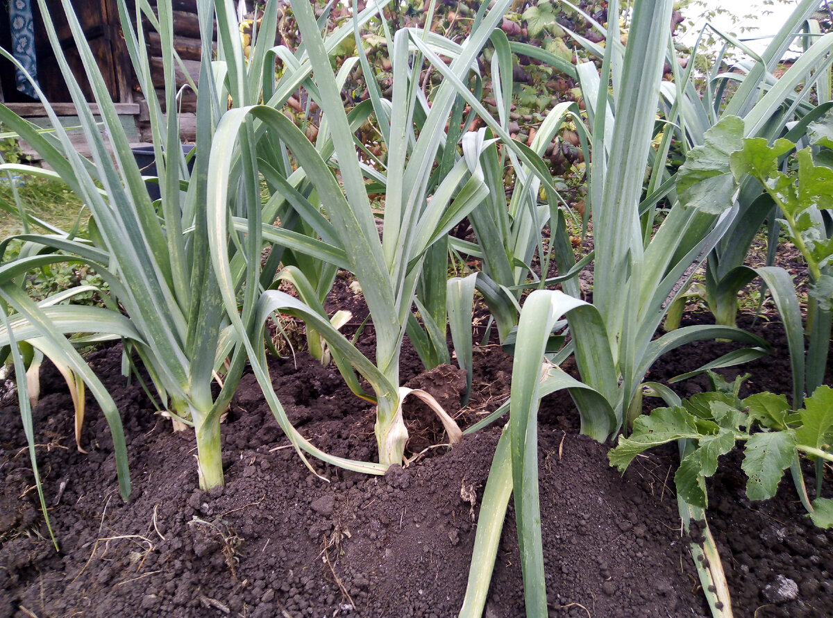 Лук порей раннеспелые сорта. Лук порей лук порей. Лук порей элефант. Лук порей в сибири. Лук порей в сибири.