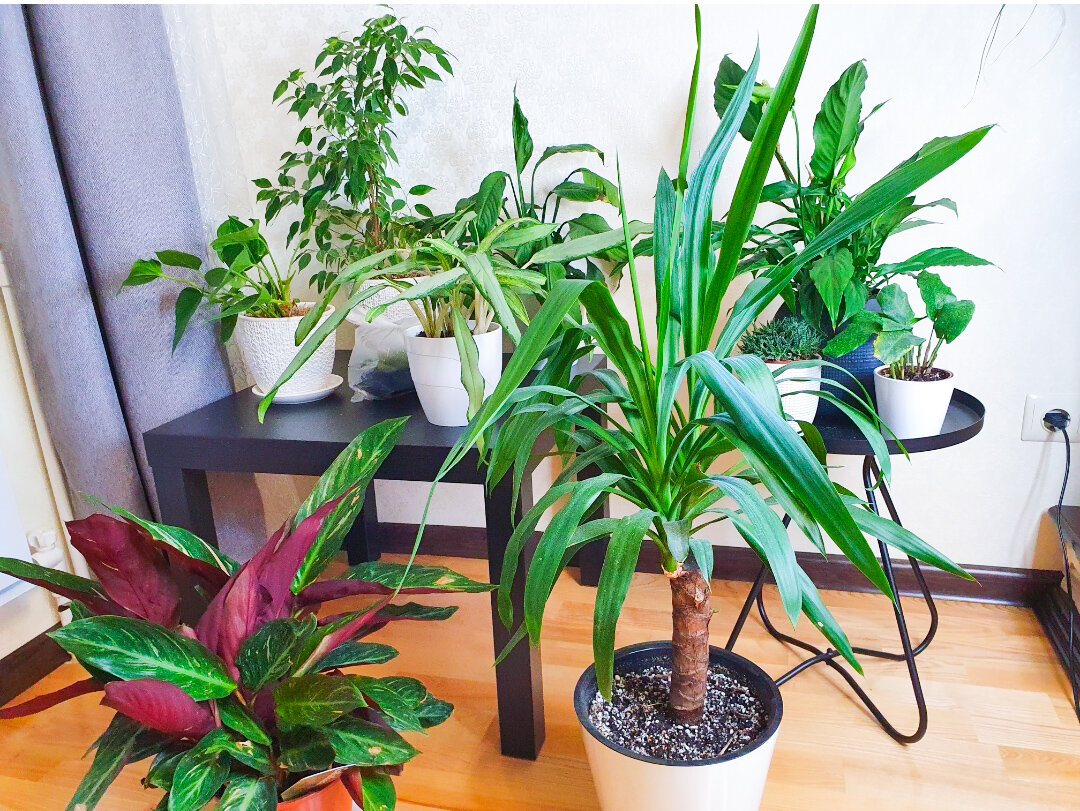 Вырастить такую красоту дома без помощи современных препаратов не каждому под силу