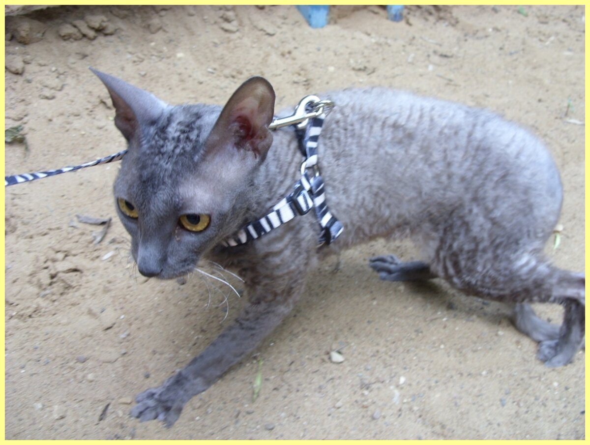 Наша кошка очень любит гулять на воле.