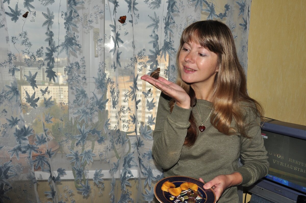 Бабочки 