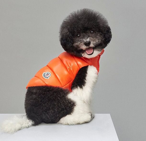 Стильная жилетка Moncler.