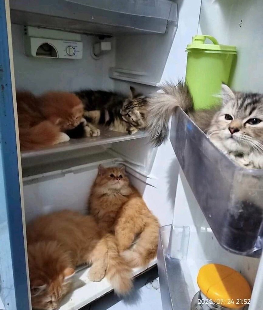 кот залез в шкаф