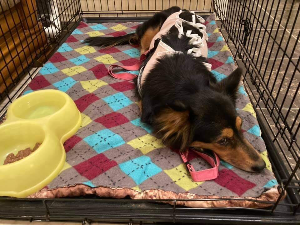 Чика впервые за несколько дней в домашних условиях. Стерилизация прошла нормально и чувствует она себя хорошо. Пока немного ещё в стрессе,  просматривается ко всем. Но по Чике видно, что ей нравится все.