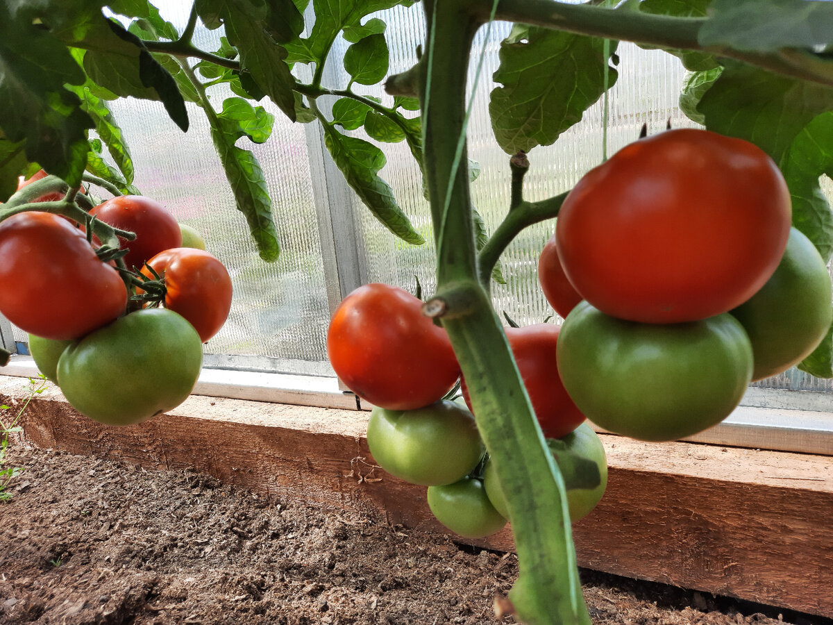 Хотите большой урожай вкусных томатов, покупайте проверенные сорта