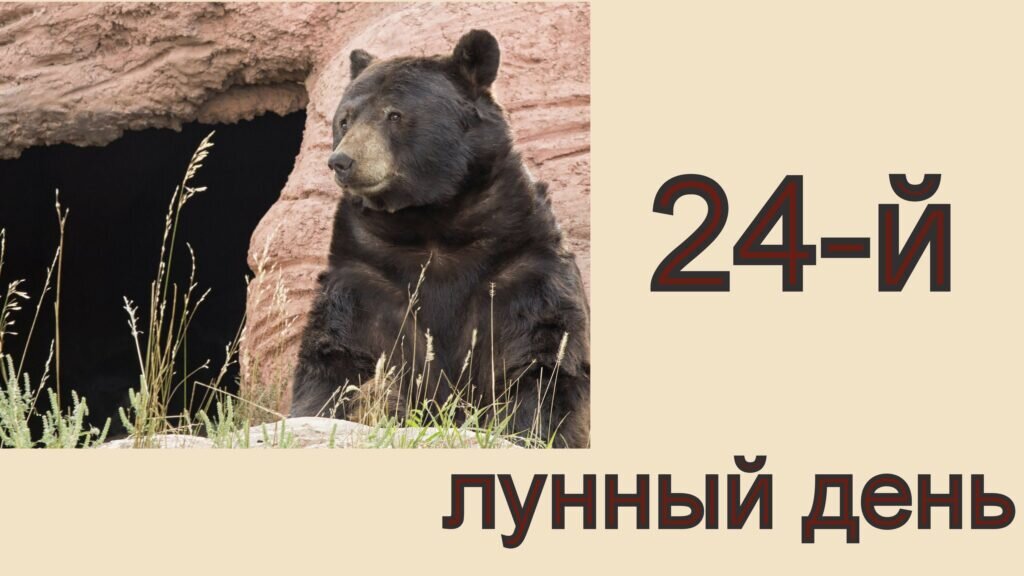 24 лунный. Медведь лунный день. 24 Лунный день. 24 Лунные сутки характеристика. Символ 24 лунного дня.