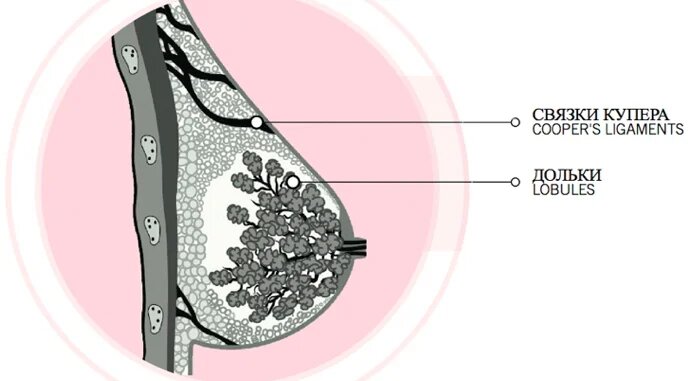 Женская молочная железа рисунок