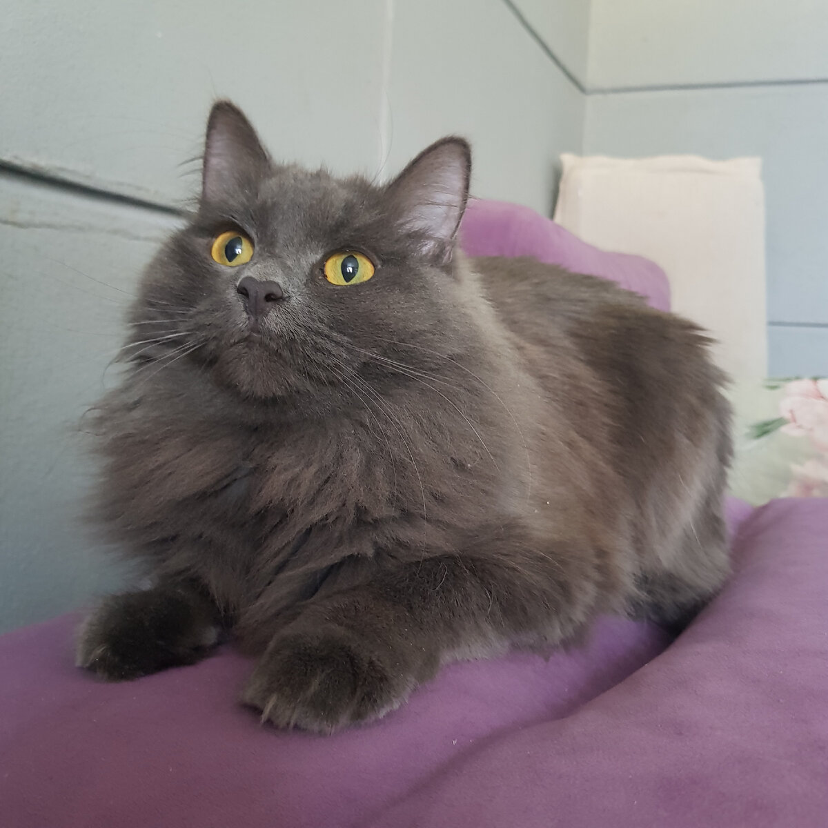 Вот такая красавица Лисонька у нас выросла , 10 октября 2020 года была подкинута в подъезд соседнего дома. 