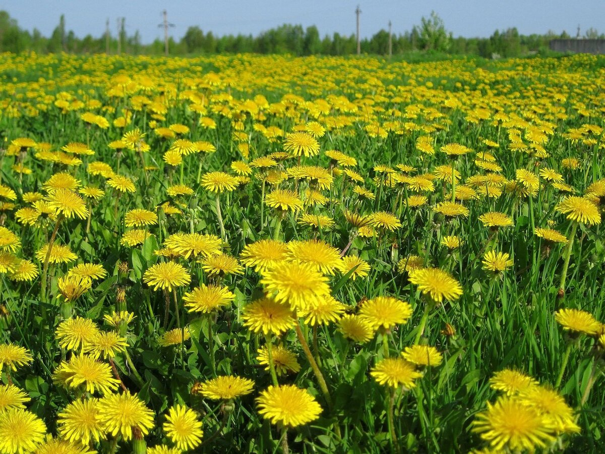 Тысячи улыбок