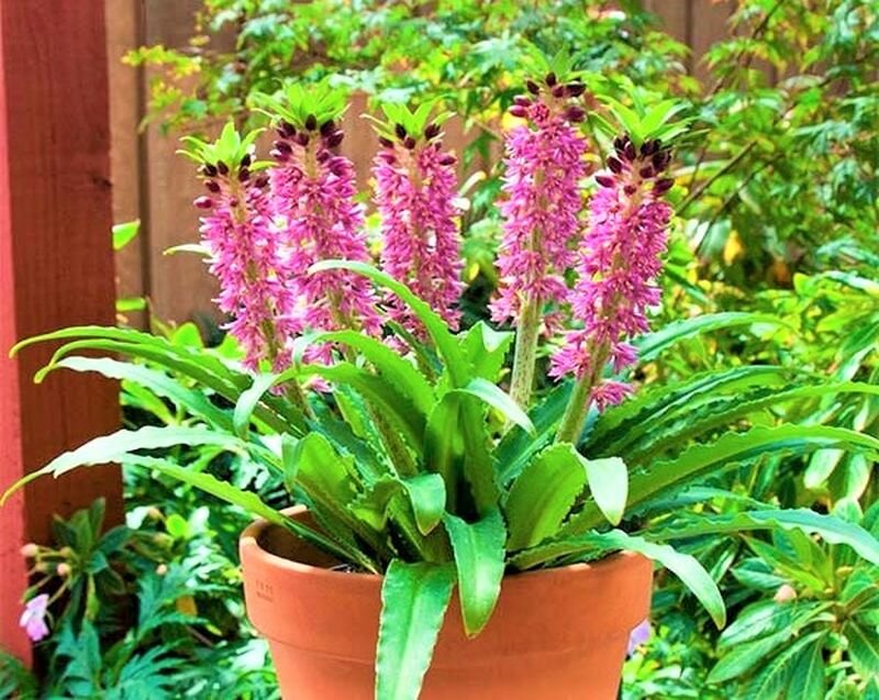  Низкорослый компактный сорт Kona. Фото с сайта: https://edis.com.ua.