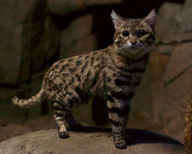  Фото: Wikimedia Commons 