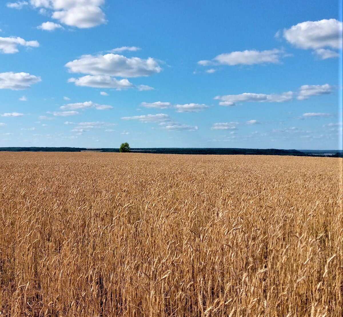 Нива в августе. Фото автора.