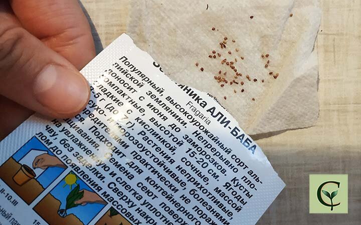 Описание ремонтантного сорта Али-Баба