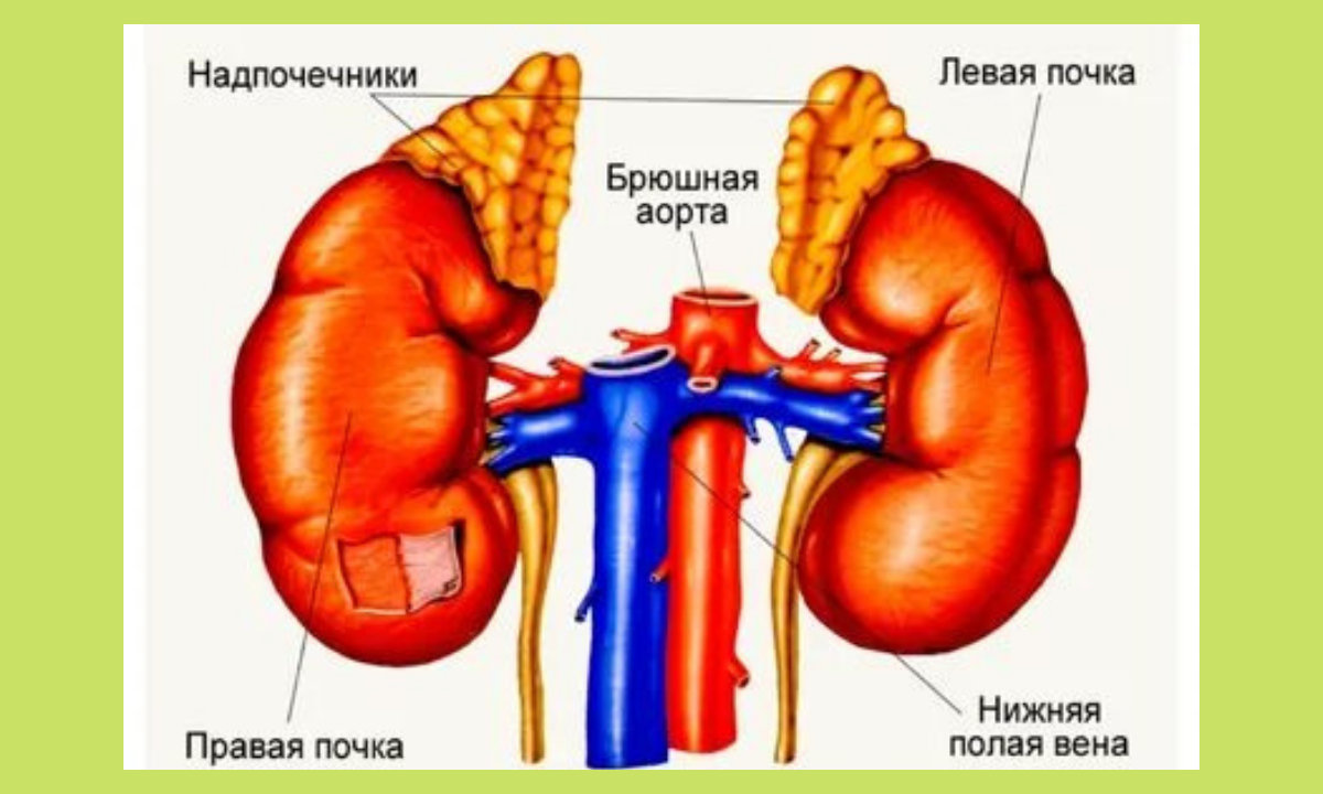 ЧТО бы такое съесть, чтобы и спокойным быть, как слон, и спать хорошо? Роль  надпочечников в этом. Марафон 