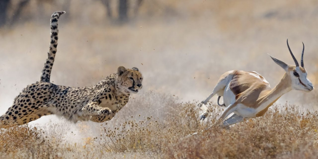 Гепард на охоте