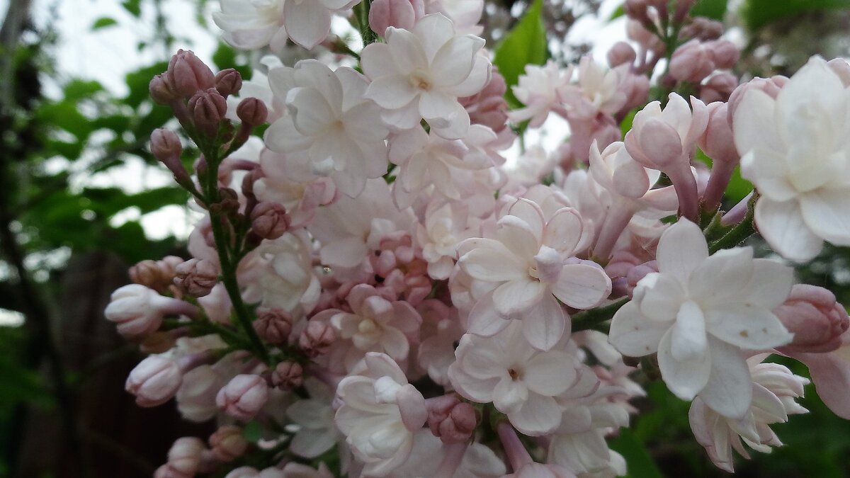 Сирень Красавица Москвы www.oazis-market.ru