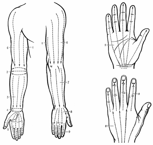 Рис.4 Зоны верхней конечности и направление линий воздействия (по Г. Лувсан, 1990).