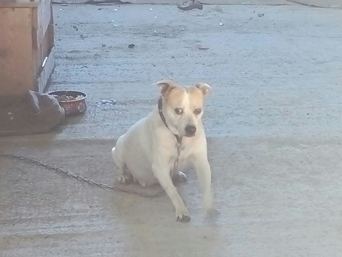 Боль моя, Дэзи... | Благотворительный Фонд "ОСТРОВОК НАДЕЖДЫ" | Дзен