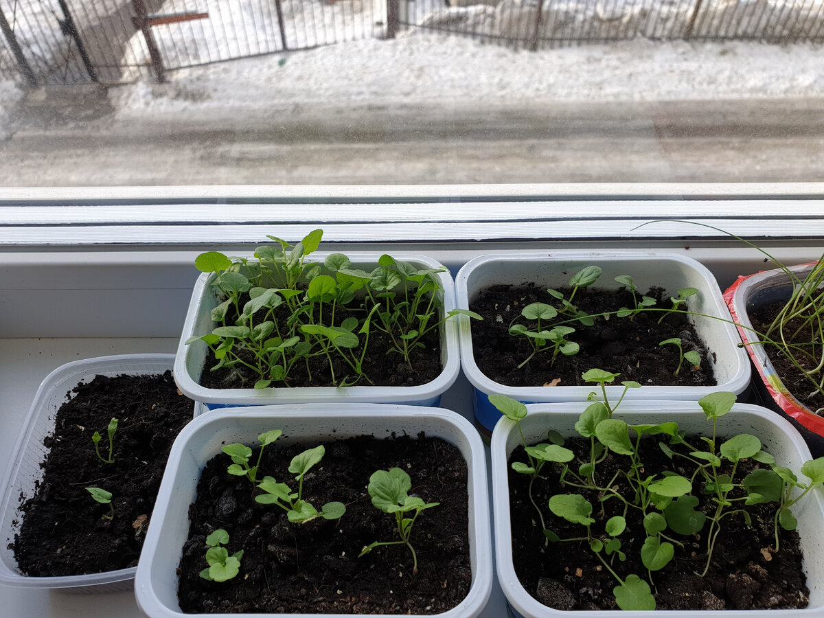 Здесь 2 ростка дельфиниума (слева) и 4 сорта виол.