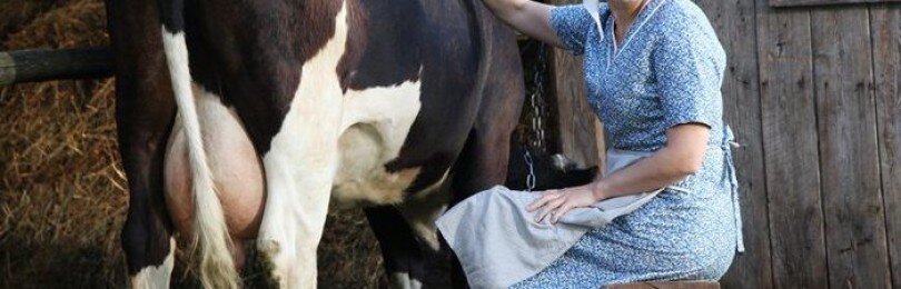 Что делать если корова лягается при доении. Корова лягается при дойке. отучить теленка от вымени коровы. теленок лягается.