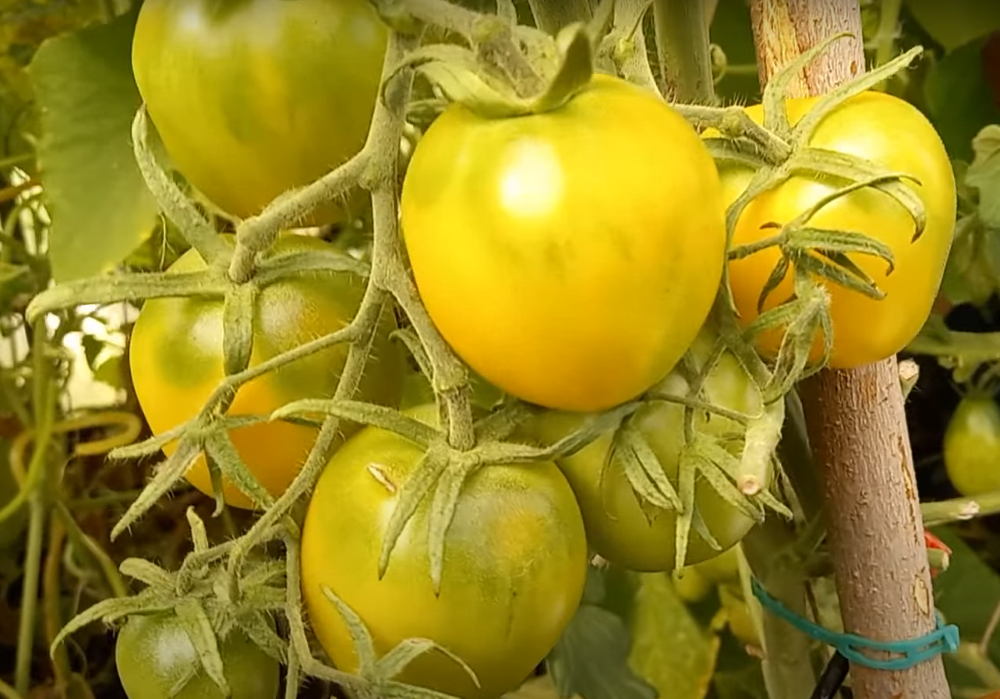 Разновидности сорта Де Барао: на любой вкус по цвету и размеру | Первая ...
