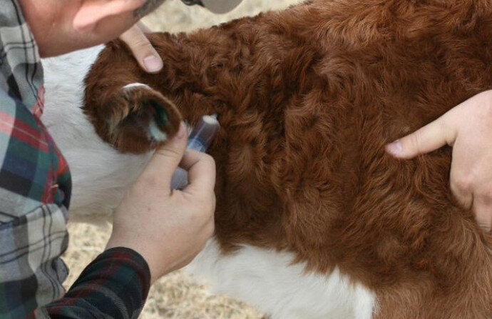 Лишай у коров: признаки и методы лечения
