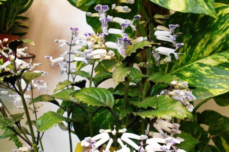 ФОТО «СПб ведомости»