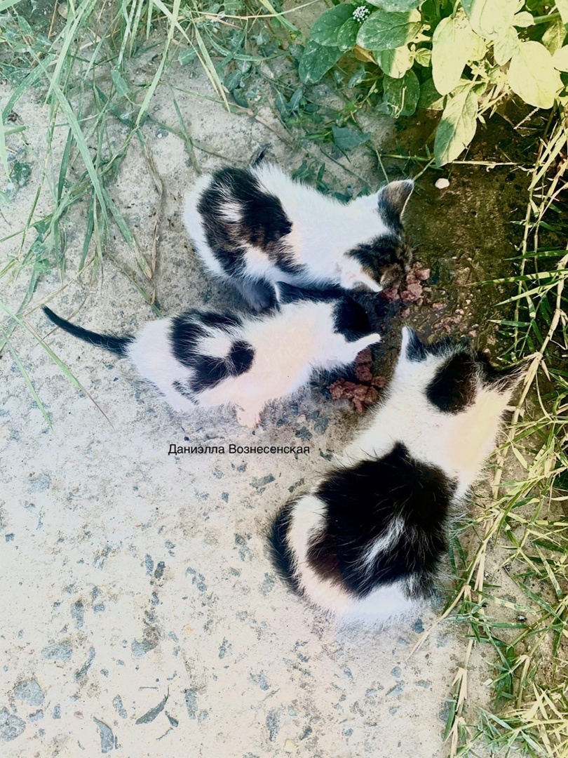 Первое знакомство и ужин для котят