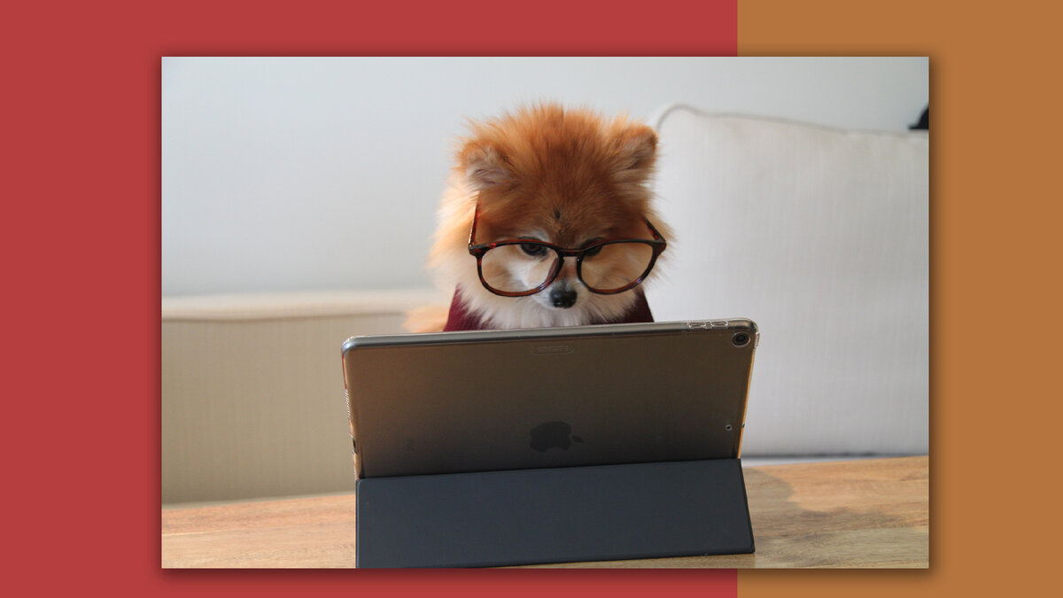 Photo by Cookie the Pom on Unsplash