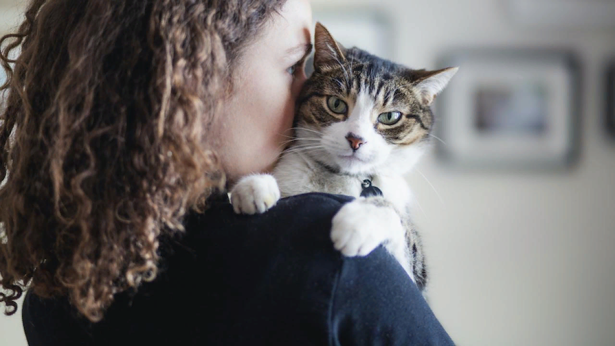 🐱Узнают ли кошки своих хозяев после долгой разлуки | Нос, хвост, лапы |  Дзен