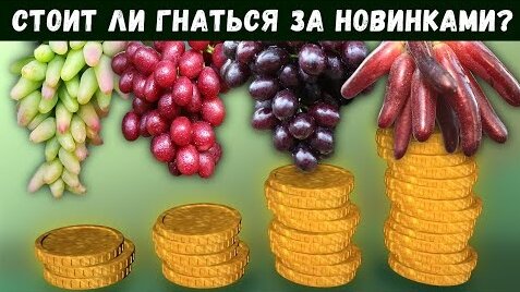 Панно своими руками. Как слепить виноград. Поделки.