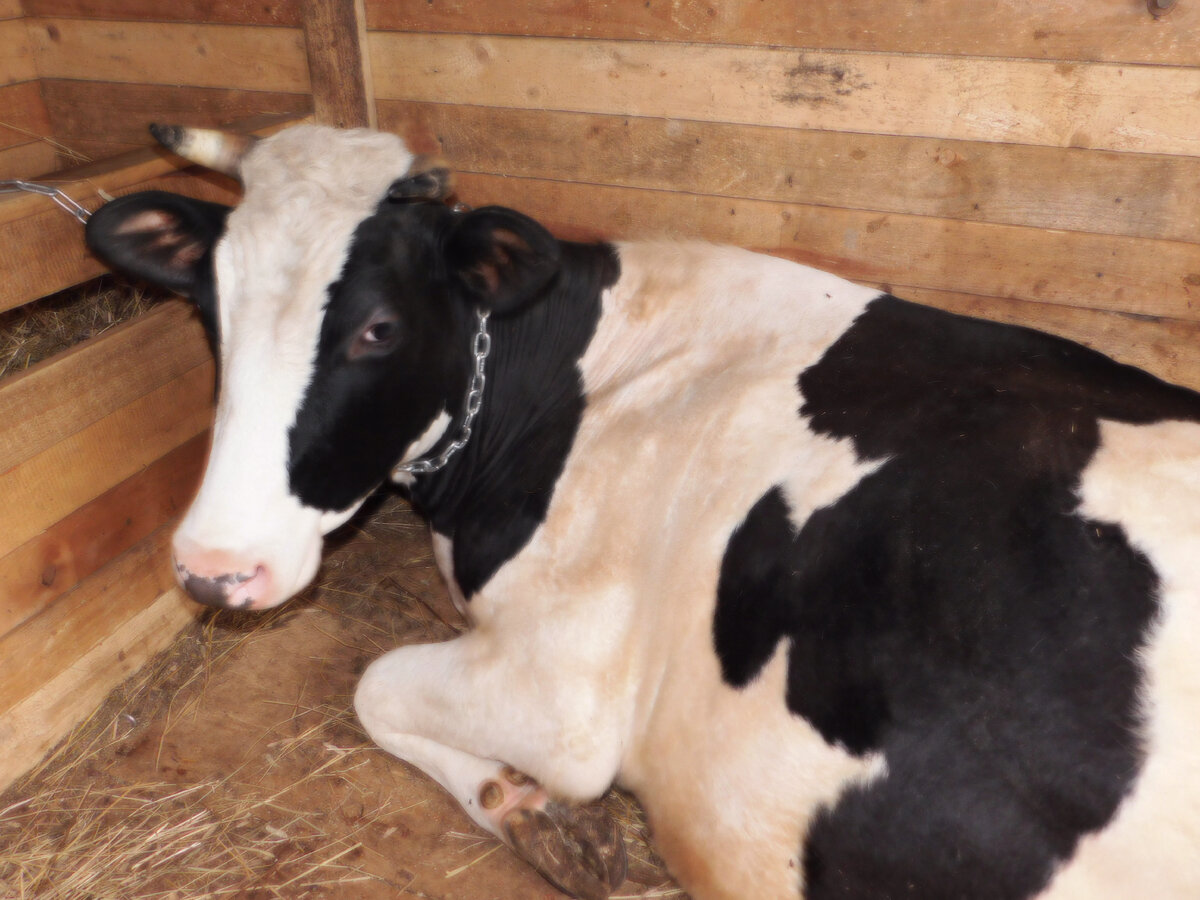 Наша первая корова Милка