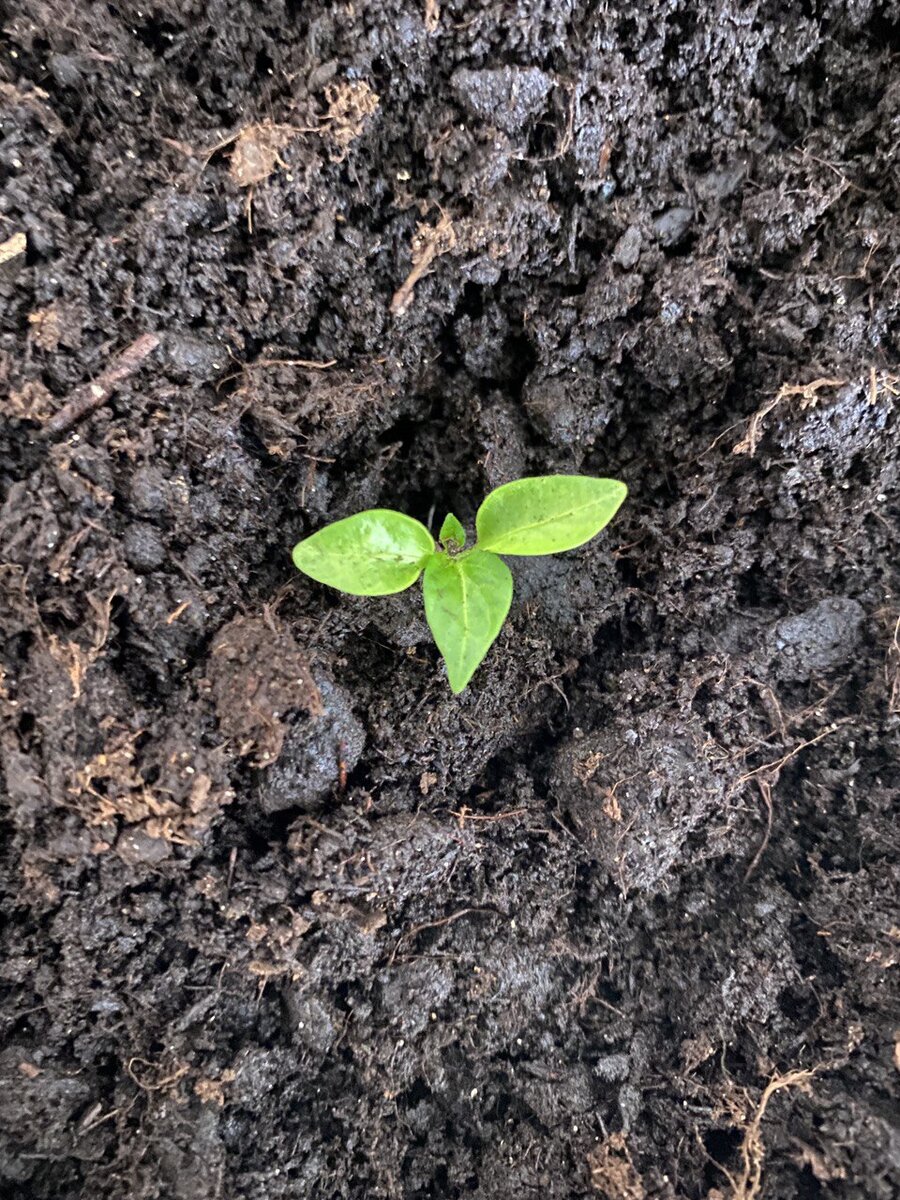 Перцы - малыши