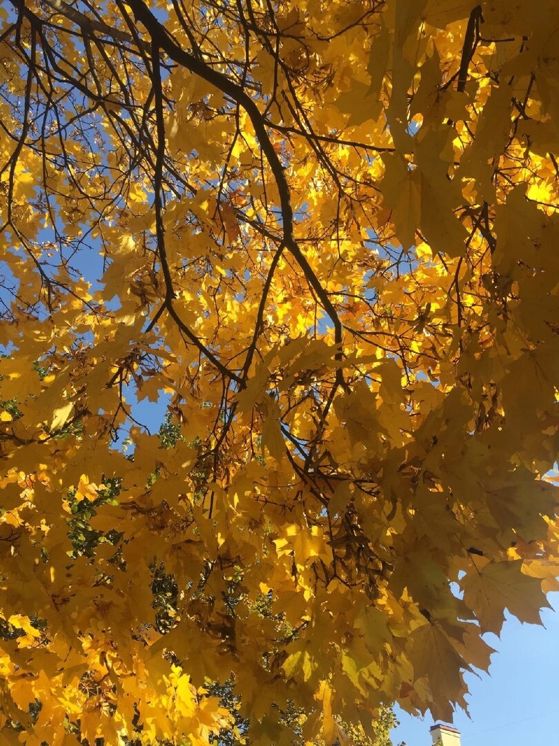 Авторская фотография. Санкт-Петербург, осень 2021 года.