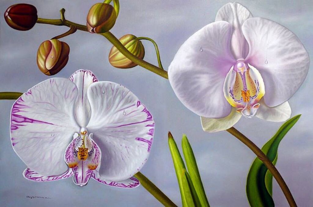 Картины с орхидеей