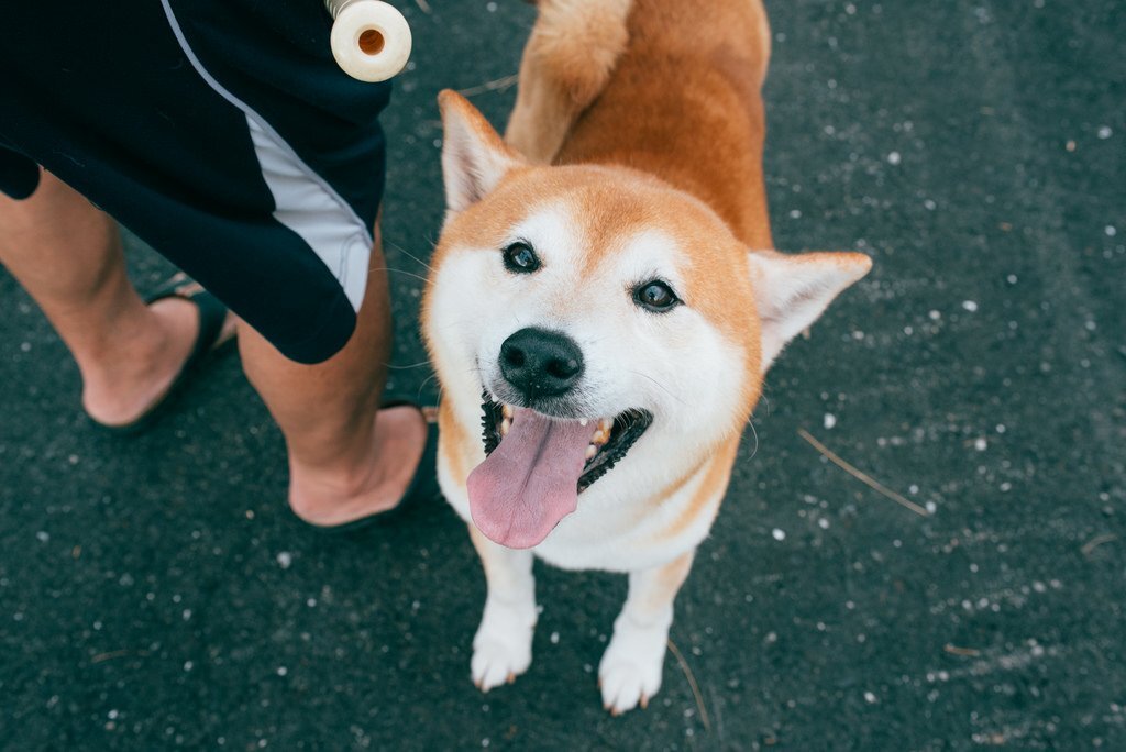 lapkins.ru. Стандартная сиба-ину