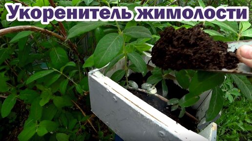 Как размножить жимолость? Есть 100% способ!