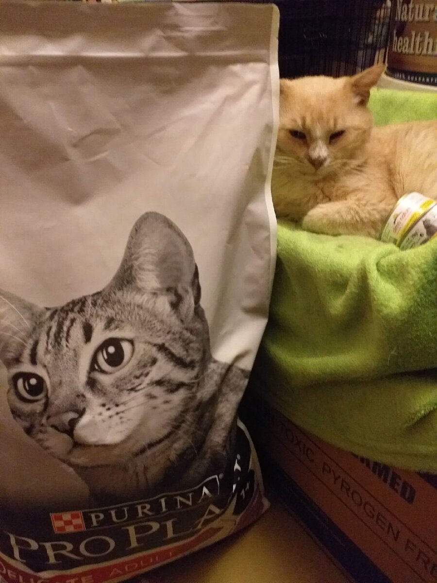 © ВСЕ ОТТЕНКИ КОШАЧЬЕГО. Кот Фетя (Федор Михалыч) 😺