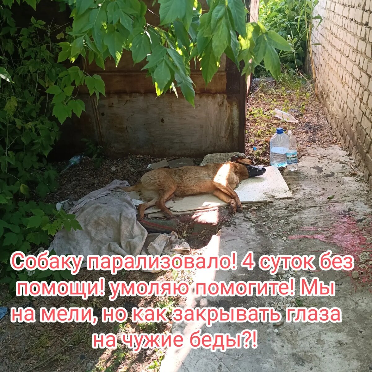 Волгоград ❌❌СОБАКУ ПАРАЛИЗОВАЛО ⭕ ЧЕТВЕРО СУТОК НА ЖАРЕ ❗ ЕГО УЖЕ ХОТЕЛИ УСЫПЛЯТЬ🆘
И снова не смогли пройти мимо😭 
Хоть и возможности просто уже не позволяют, я знаю, что больше никто не отзовётся и никто не заберёт... 
Зовут его Рекс. Жил он всю жизнь во дворе на Ангарском...большой, но добрый..но вот случилась беда...паралич..По рентгену пкреломов нет, но 2 пули в теле.. В него ещё и стреляли😭  Диагноза нет, но мы то уже сталкивались с этим.. В Волгограде какое-то нашествие таких собак, то ли травят, то ли ещё что-то... 
❌СОСТОЯНИЕ ТЯЖЁЛОЕ❌ Шансы есть, но на пока сложно оценить какие... Отвезли его на реабилитационную передержку, где поднимают таких собак, стоимостью в 15 000 в месяц❗Будут делать массажы, ставить капельницы и уколы..Сумма пугающая, но что делать... 
Я очень прошу помочь 🙏 Не бросайте Рекса в беде! Одна я не справлюсь... 

💳Карта сб 2202 2024 6687 1666
Прикреплена к номеру 89178312475 (НЕ ДЛЯ ЗВОНКОВ!) на имя
Елена Леонидовна Т.
💳 Карта Тинькофф 5213243915883746 на имя Елена Леонидовна Т.
💳 Карта ВТБ  2200 2404 4782 2665 на имя Елена Леонидовна Т
💰Киви-кошелек 8 960 892 17 31
📱Голодный номер 8 960 892 17 31
☎️ 8 960 892 17 31
По поводу переводов из-за границы,  работает корона пей. Пишите в личку
https://vk.com/club197011667
Фин отчёт в обсуждениях
#рекс_живи! 

