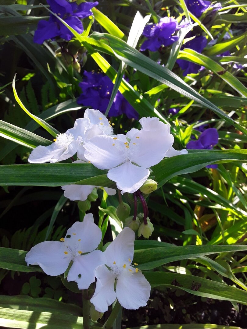 Традесканции, сорта Innocence и Purewell Giant