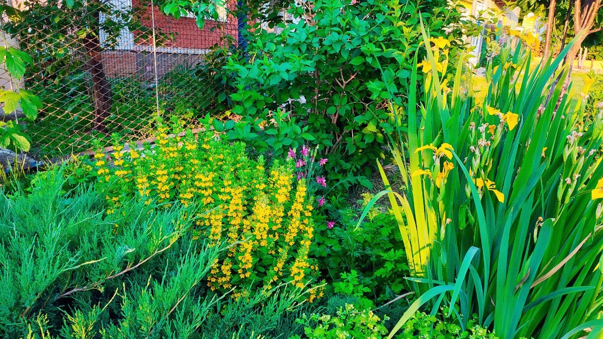 Фото автора. Сегодня 17 июня и так шикарно цветёт вербейник точечный