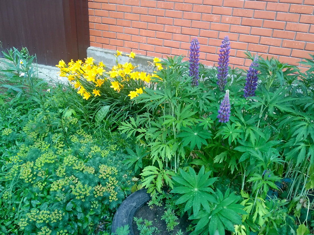 Лилейник рядом с люпином