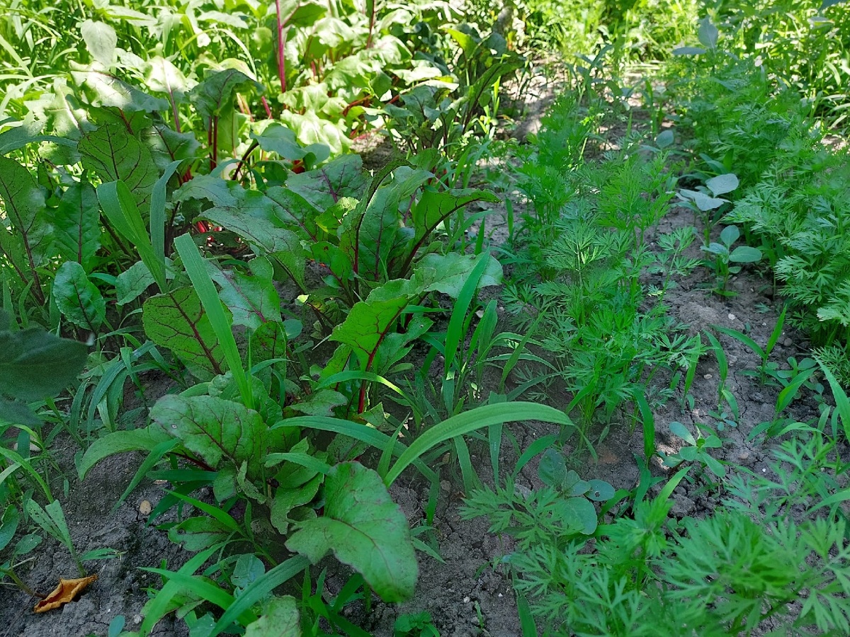свёкла и морковь. успели немного зарасти за сезон дождей, когда мы мало выходили в огород
