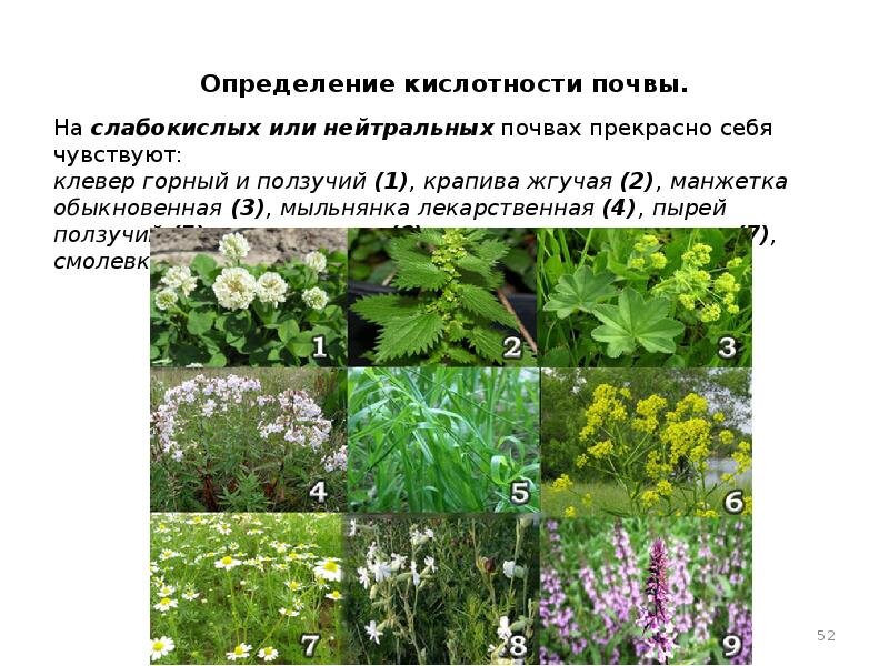 Хвощ на какой почве растет по кислотности. Сорняки индикаторы кислотности. Растения индикаторы кислотности почвы. Растения кислых почв. Растения индикаторы кислых почв.