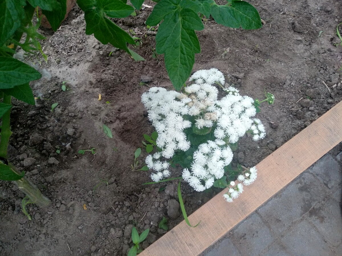 Агератум в теплице на помидорной грядке