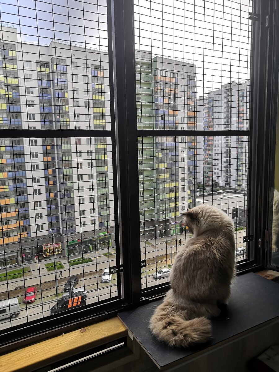 Знакомьтесь, это Шерлок!