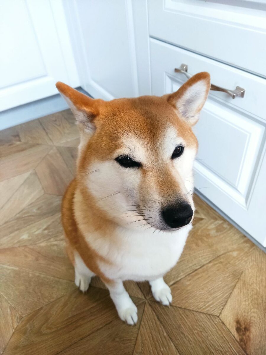 Уми Акацуковна в ожидании куриных хрящиков