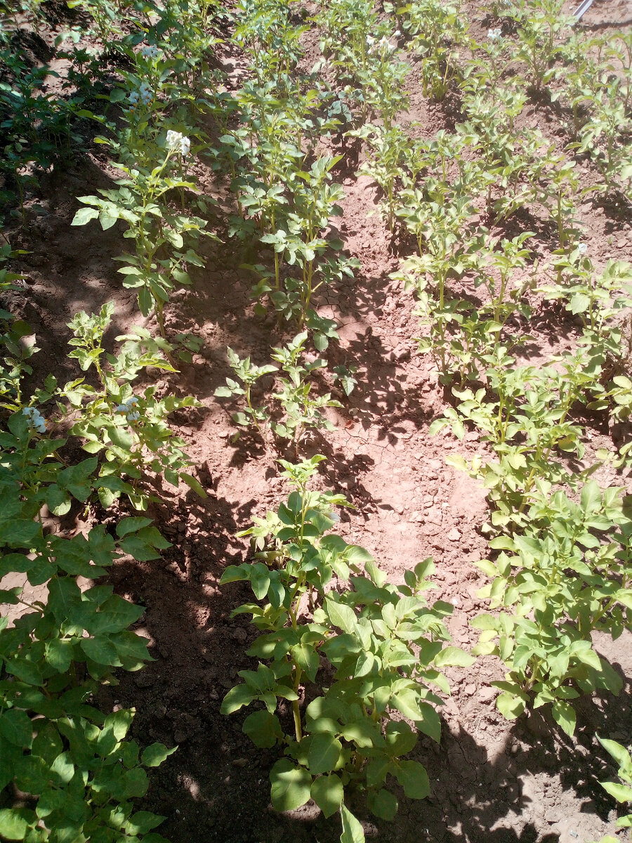 Картофель